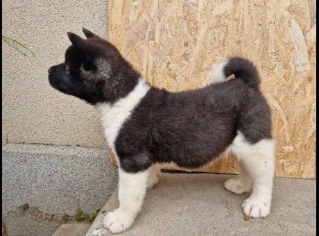 americka akita 01.jpg